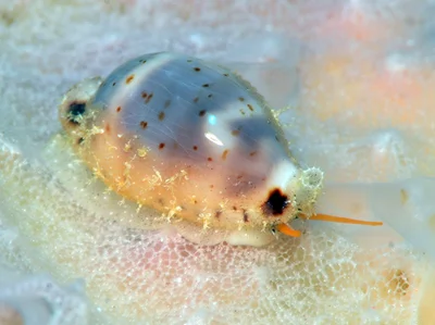 Bistolida hirundo - Kwajalein Atoll, RMI