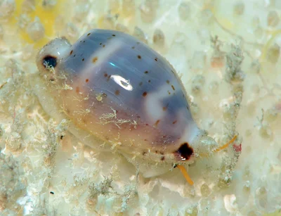 Bistolida hirundo - Kwajalein Atoll, RMI