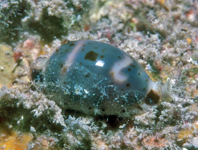 Bistolida hirundo - Enewetak Atoll, RMI