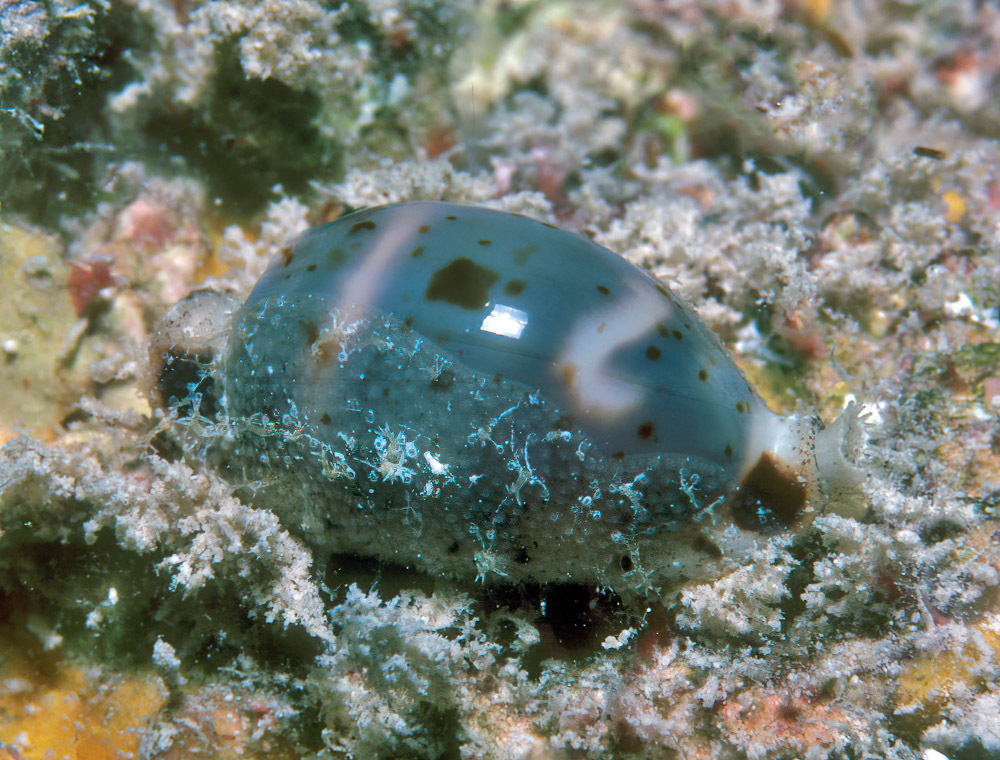Bistolida hirundo - Enewetak Atoll, RMI