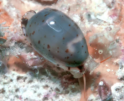 Bistolida hirundo - Enewetak Atoll, RMI