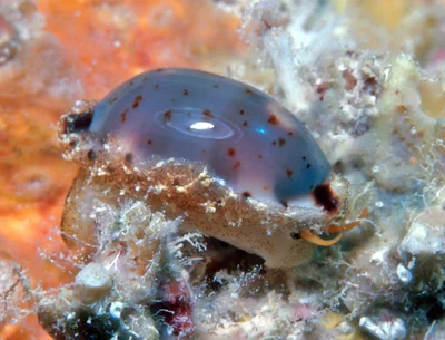 Bistolida hirundo - Enewetak Atoll, RMI