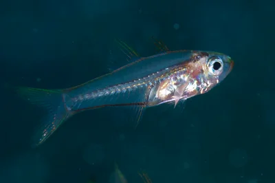 Verulux cypselurus - Joleha, Bitung City, North Sulawesi, Indonesia