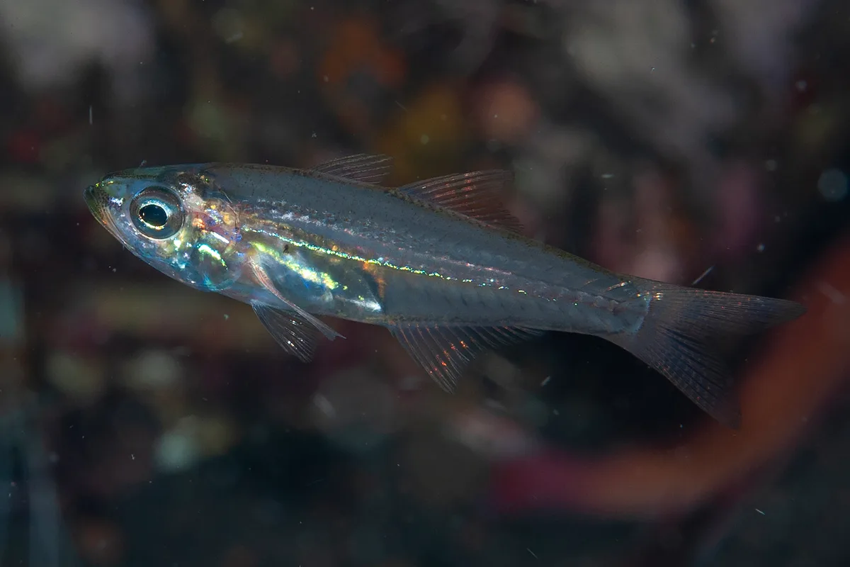 Verulux cypselurus - Seraya, Desa Tukad Dabu PJ36+VF3 Tulamben, Kubu, Tulamben, Karangasem, Kabupaten Karangasem, Bali 80852, Indonesia