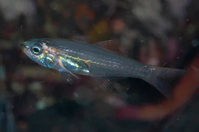 Verulux cypselurus - Seraya, Desa Tukad Dabu PJ36+VF3 Tulamben, Kubu, Tulamben, Karangasem, Kabupaten Karangasem, Bali 80852, Indonesia