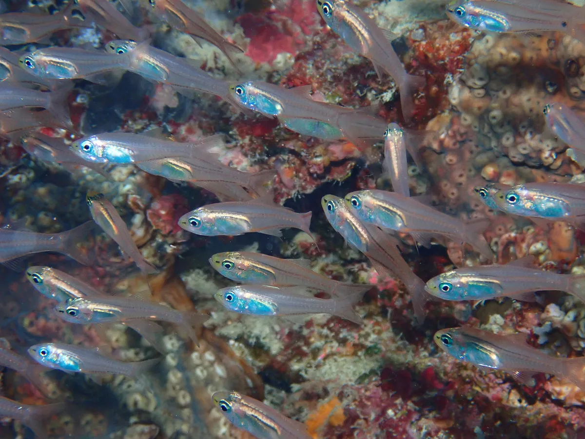 Verulux cypselurus - Morotai Island Regency, North Maluku, Indonesia