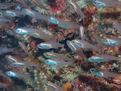Verulux cypselurus - Morotai Island Regency, North Maluku, Indonesia