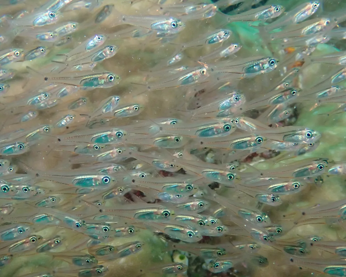 Verulux cypselurus - Manta Cove dive site
