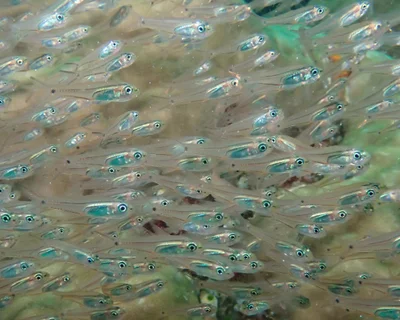 Verulux cypselurus - Manta Cove dive site