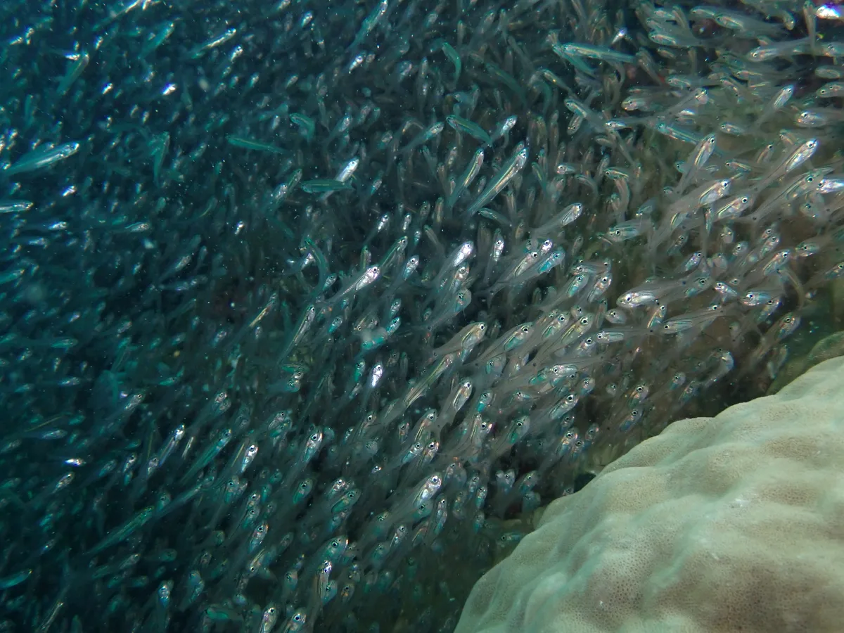 Verulux cypselurus - Manta Cove dive site