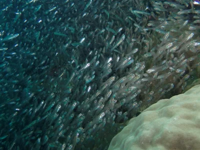 Verulux cypselurus - Manta Cove dive site