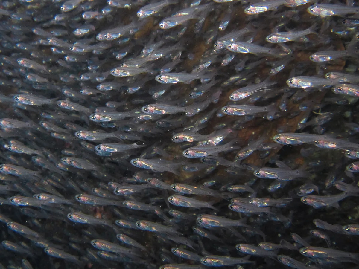 Verulux cypselurus - Misool, Indonesia
