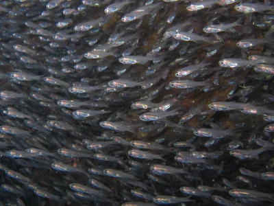 Verulux cypselurus - Misool, Indonesia