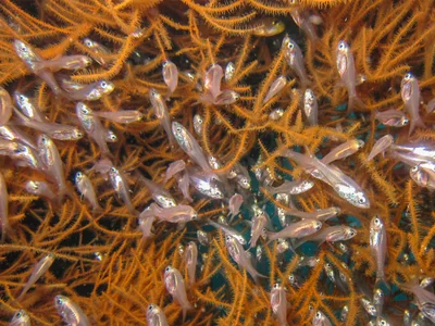 Verulux cypselurus - Misool, Indonesia