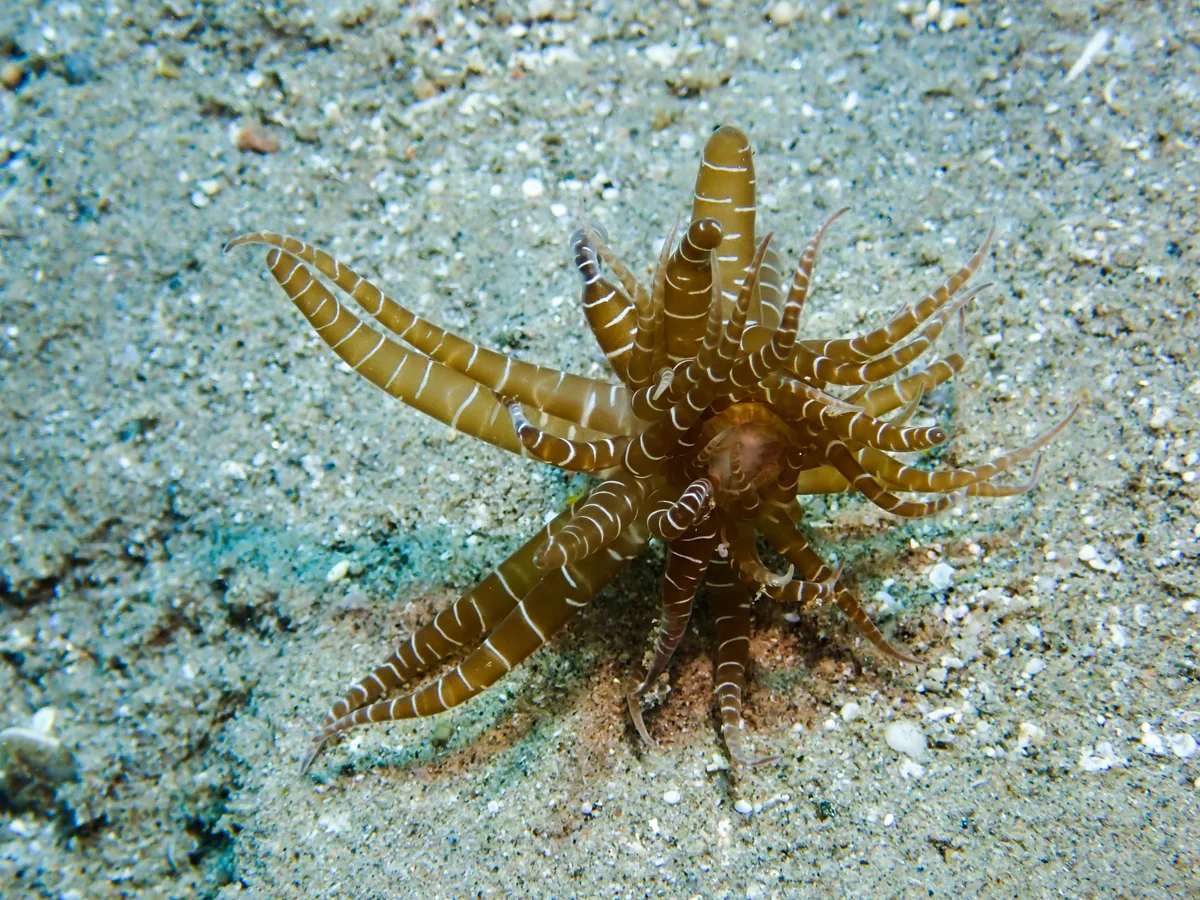 Swimming Anemone