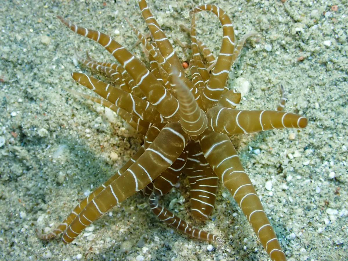 Swimming Anemone