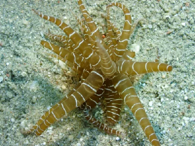 Swimming Anemone
