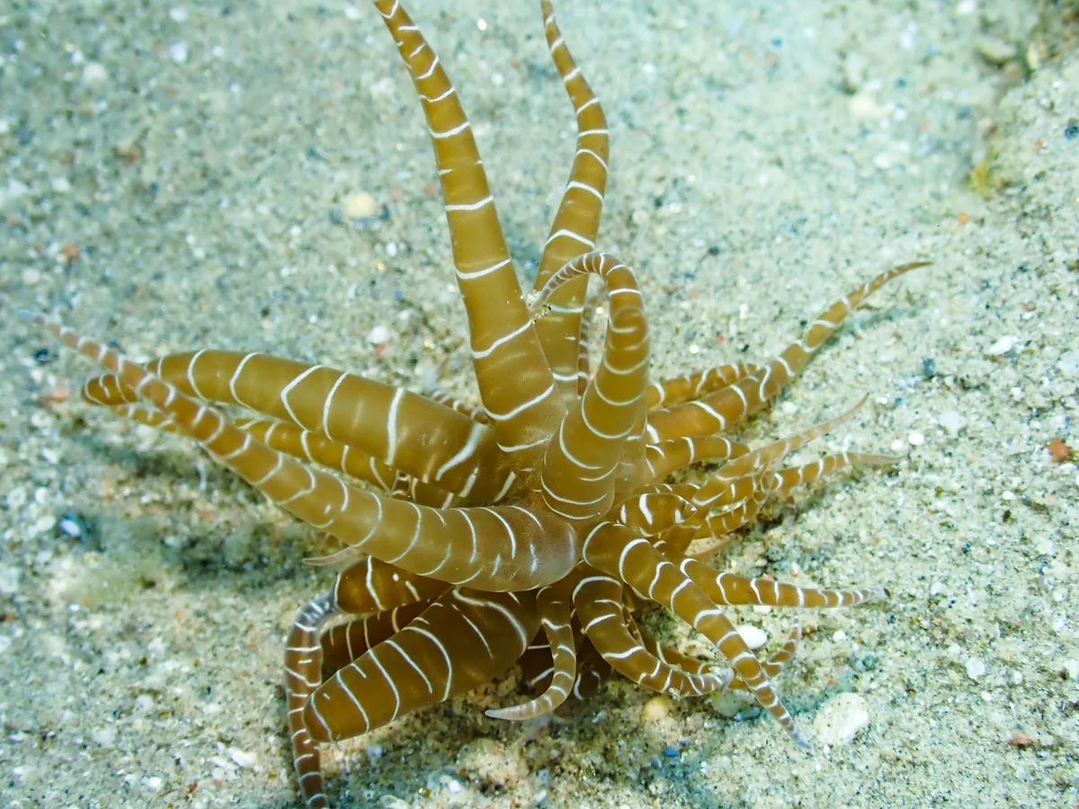 Swimming Anemone