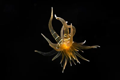 Swimming Anemone - Boloceroides mcmurrichi