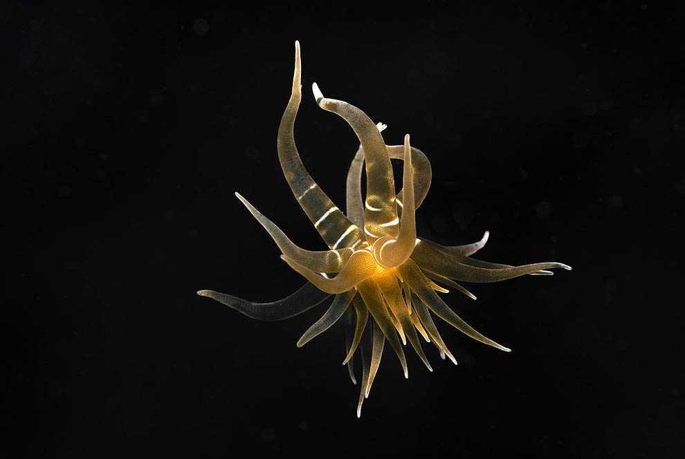 Swimming Anemone - Boloceroides mcmurrichi