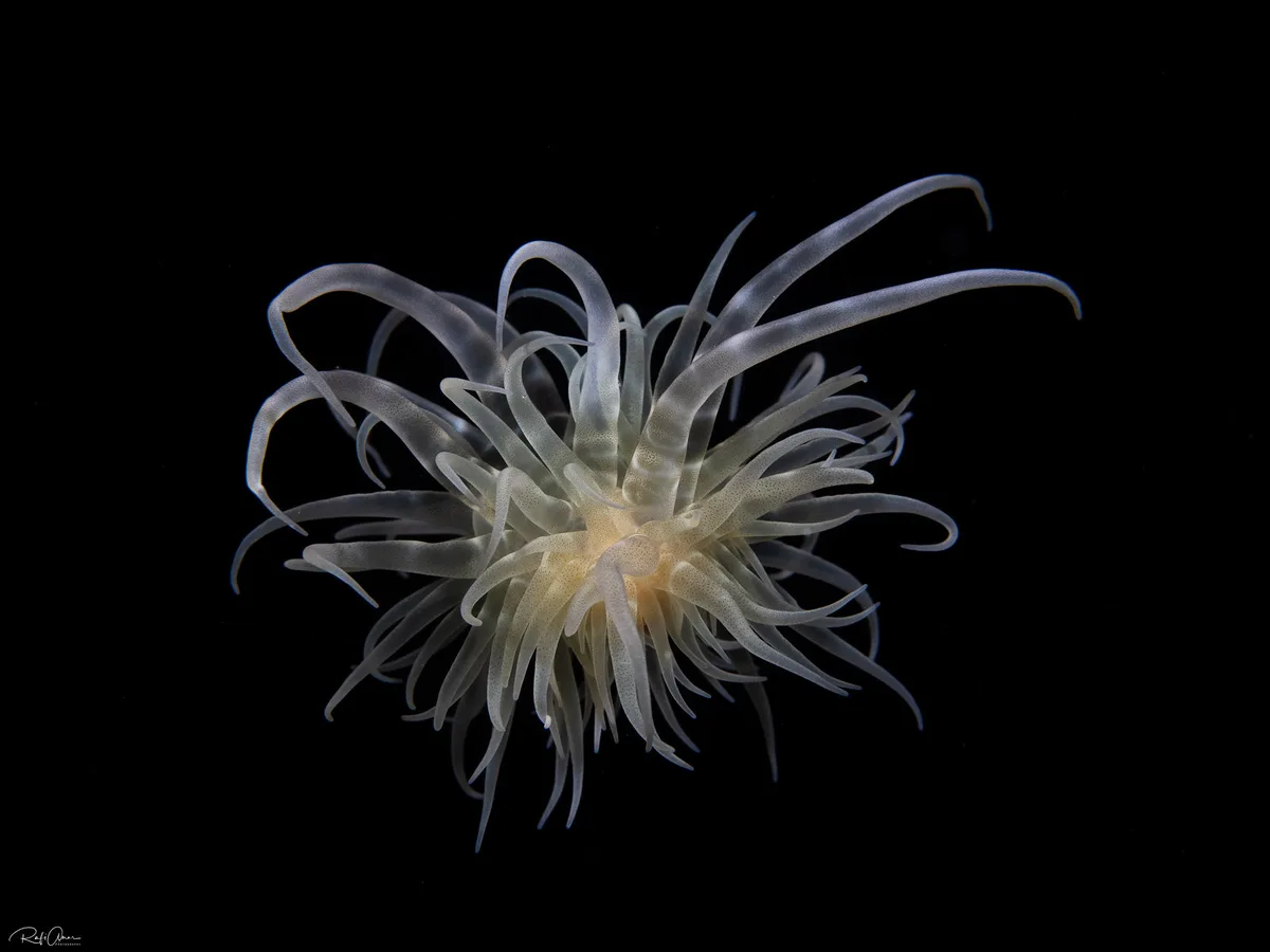 Swimming Anemone - Boloceroides mcmurrichi