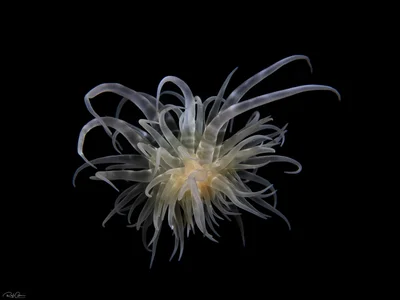Swimming Anemone - Boloceroides mcmurrichi