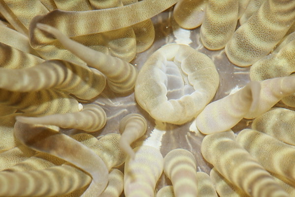 Boloceroides mcmurrichi