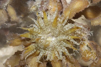 Boloceroides mcmurrichi