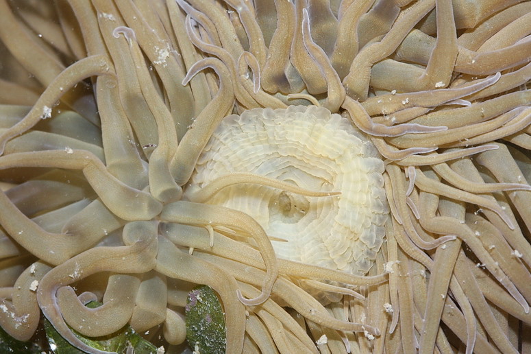 Boloceroides mcmurrichi