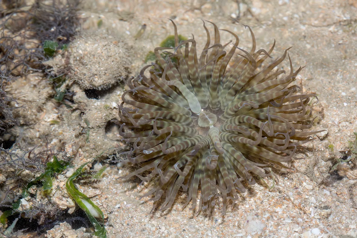 _Z2A7020 Boloceroides mcmurrichi