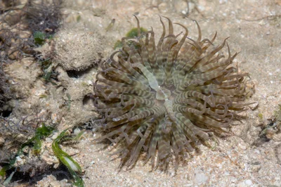 _Z2A7020 Boloceroides mcmurrichi