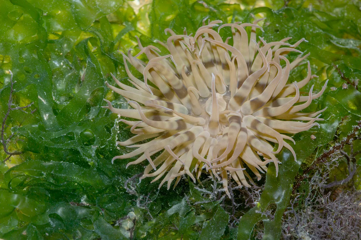 _Z2A6988 Boloceroides mcmurrichi