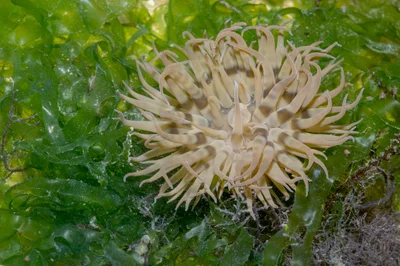 _Z2A6988 Boloceroides mcmurrichi