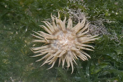 IMG_7549 Boloceroides mcmurrichi