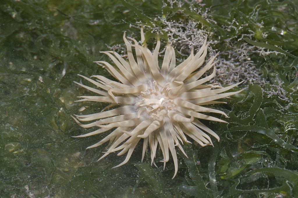 IMG_7549 Boloceroides mcmurrichi