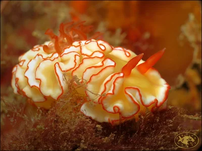 Nudibranch (Ardeadoris symmetrica)
