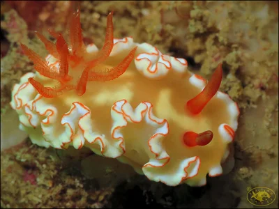 Nudibranch (Ardeadoris symmetrica)