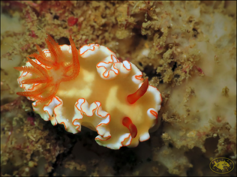 Nudibranch (Ardeadoris symmetrica)