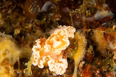 Ardeadoris symmetrica