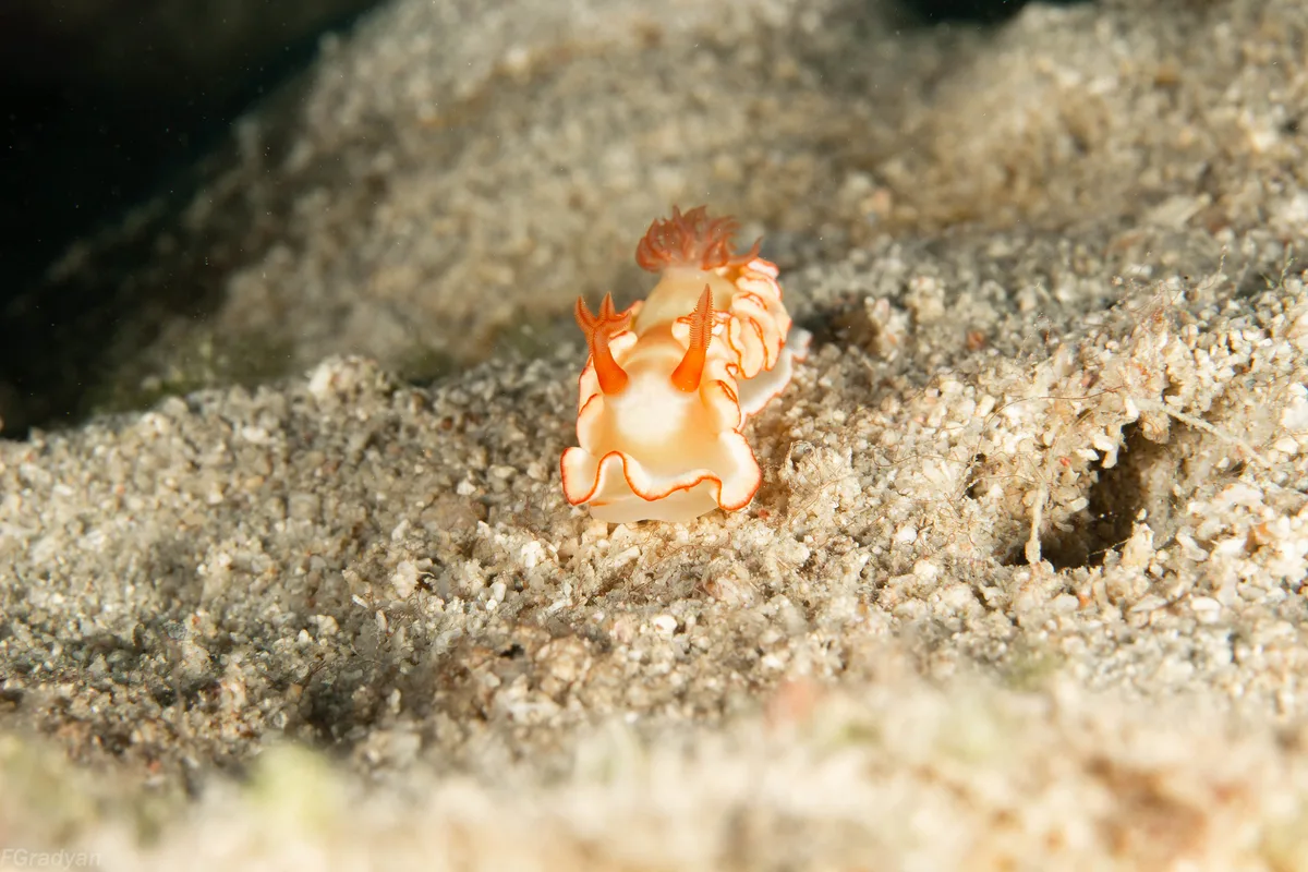 Ardeadoris symmetrica