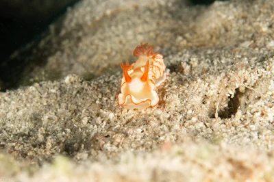 Ardeadoris symmetrica