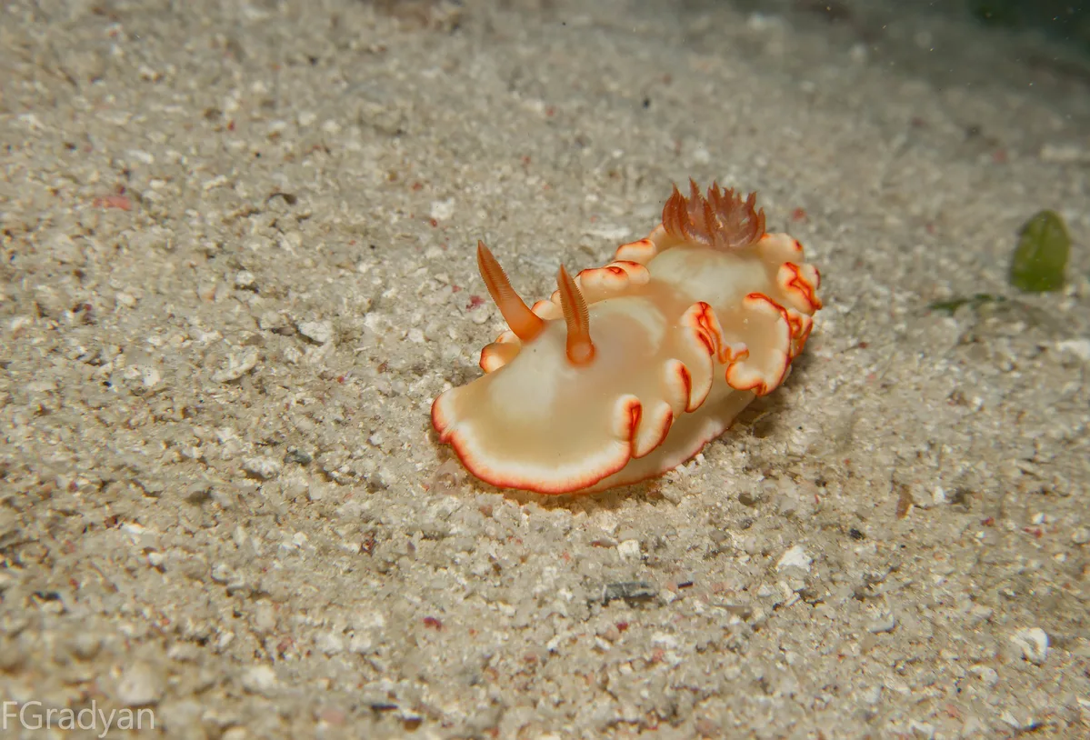 Ardeadoris symmetrica