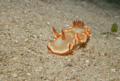 Ardeadoris symmetrica