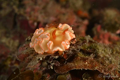 Ardeadoris symmetrica - New Taipei, TW-NT-TP, TW