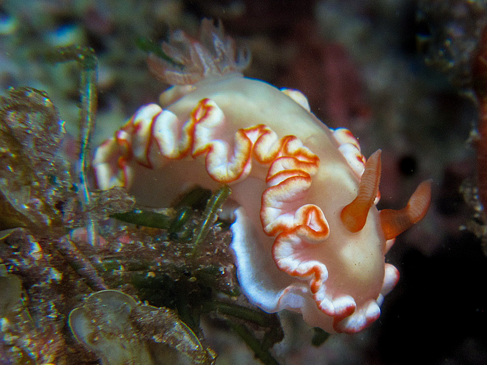 Ardeadoris symmetrica - Flinders Reef, Australia