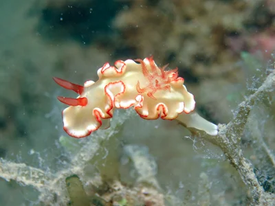 Ardeadoris symmetrica - East Side, Low Isles QLD, Australia