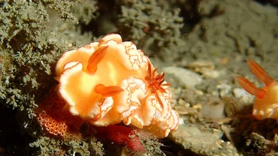 Ardeadoris symmetrica - TW