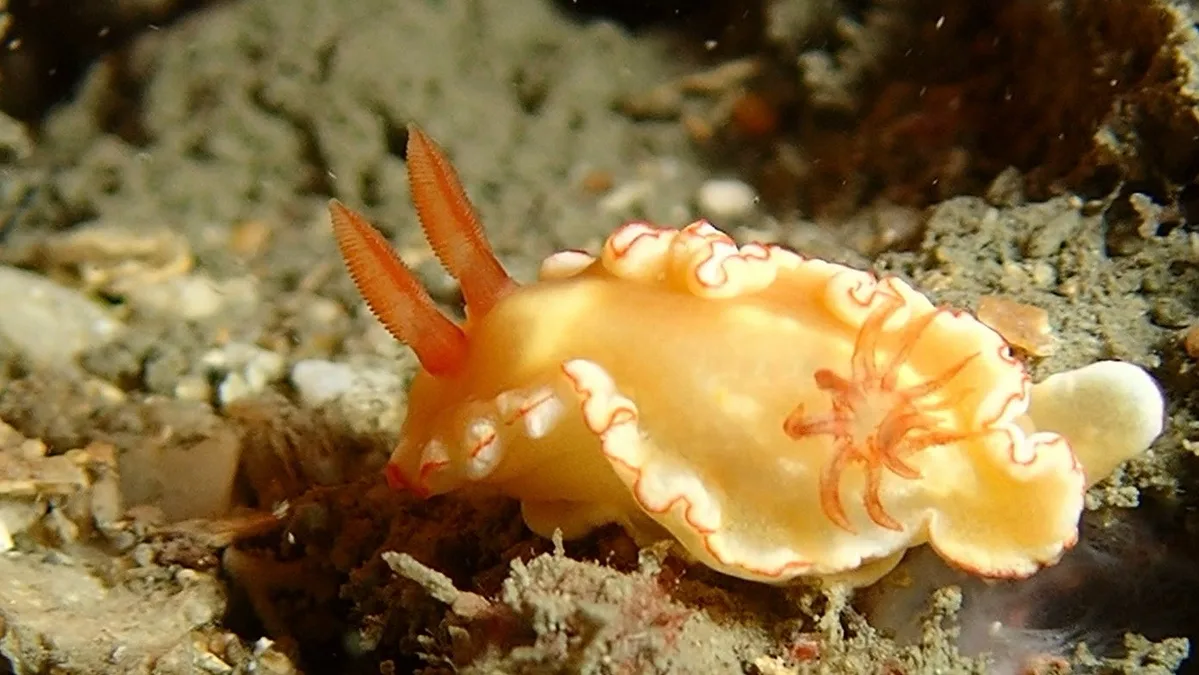 Ardeadoris symmetrica - TW