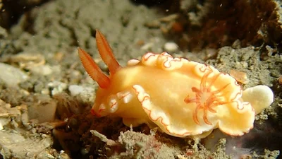 Ardeadoris symmetrica - TW