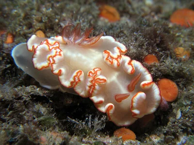 Ardeadoris symmetrica - Gneering Shoal, Australia